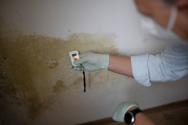 Findlay, OH Mold Removal Company