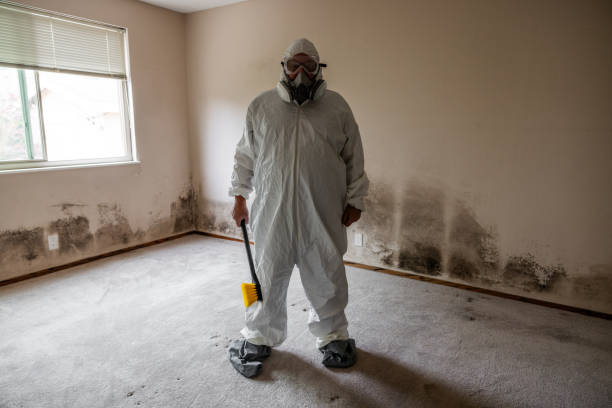 Best Mold Damage Repair  in Findlay, OH